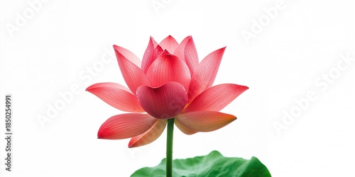 Single lotus flower on whit...