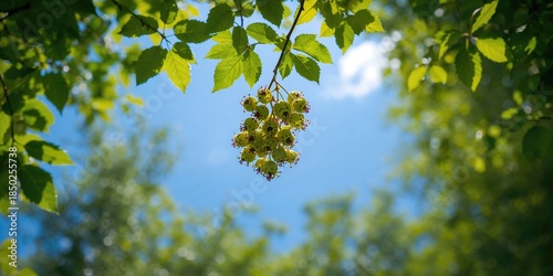 Star gooseberry fruit with ...