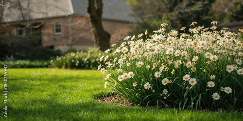 White and yellow flowers in...