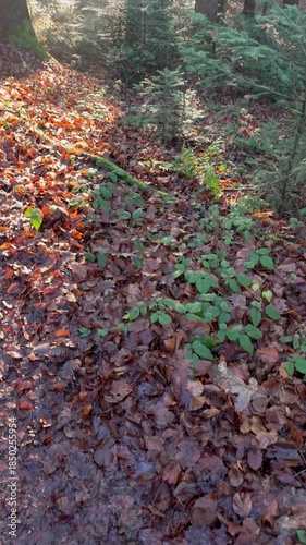 Sunbeams in a Misty Autumn Conifer Forest