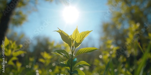 Lush green leaves against a...