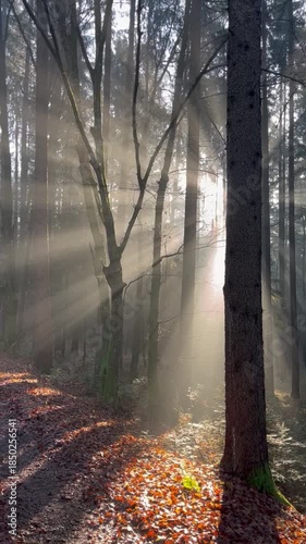 Sunbeams in a Misty Autumn Conifer Forest