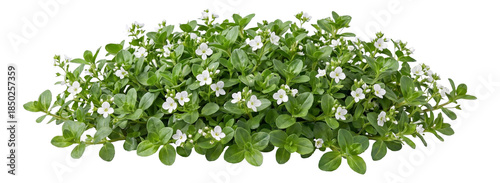 Compact mat of low-growing creeping Veronica with small oval leaves and white blooms.