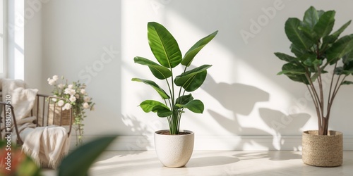 Fiddle-leaf fig in a pot, a...