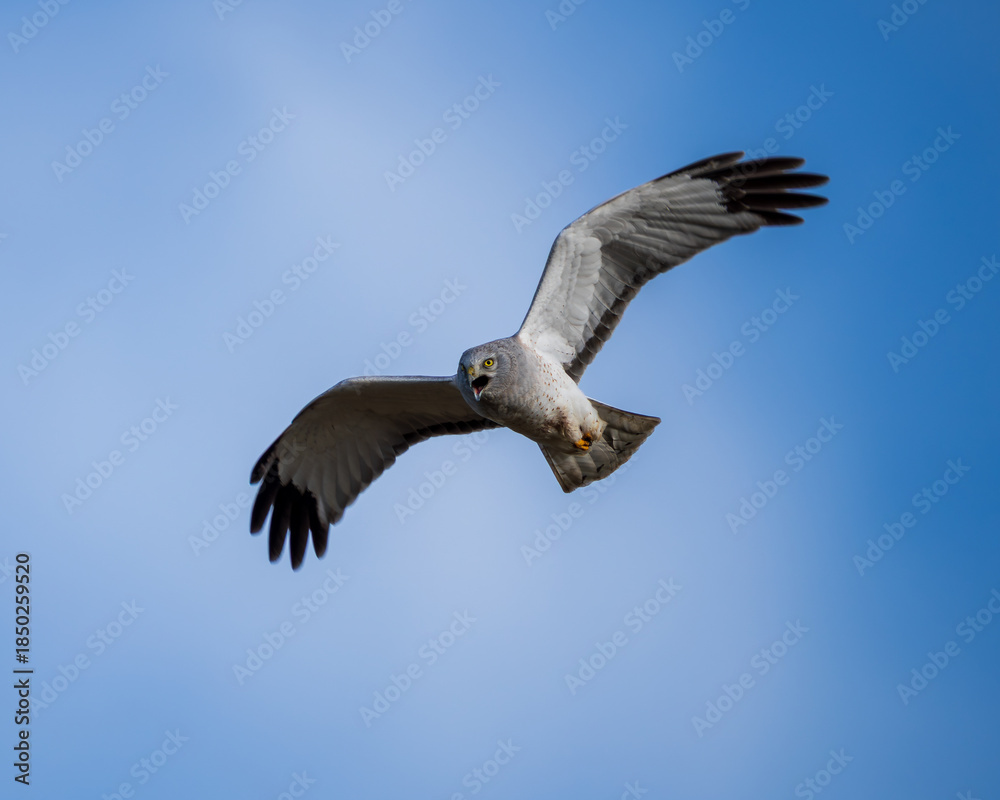 Fototapeta premium Northern Harrier (Circus hudsonius) hunting over a grassland.