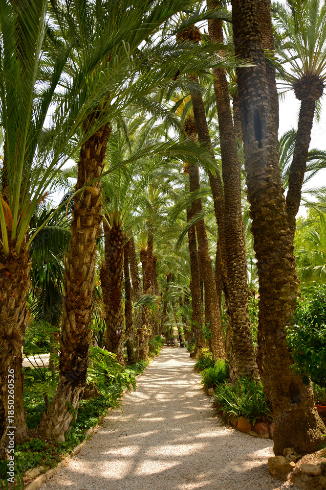 Obraz premium gruntowa ścieżka w egzotycznym ogrodzie z palmami, żwirowa alejka w parku, gaj palmowy w Elche, Botanical garden in Elche, Alicante, spain, path in an garden, Huerto Del Cura Botanical Garden Palm