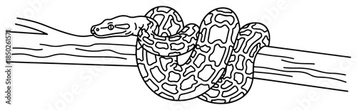 Python snake coiled around a wooden branch in line art style