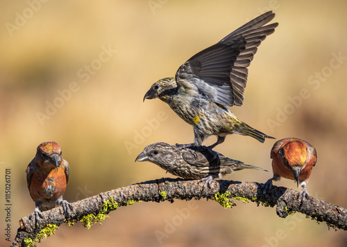 Red Crossbill (Loxia curvirostra) in Central Oregon