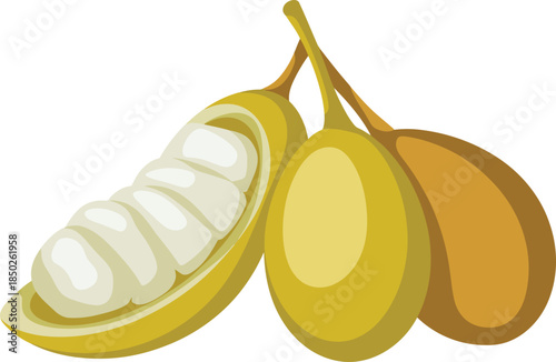 Three yellow cocoa pods vector illustration showing one whole fruit and one half with beans