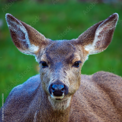 Black-tailed Deer (Odocoileus hemionus) chewing cud. Western Oregon