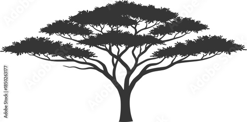 Black Silhouette of a Detailed African Acacia Tree Isolated on White Background for Safari Nature Landscape and Environmental Conservation Design