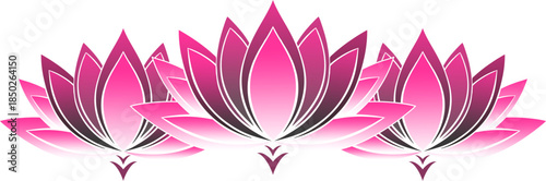 Illustration vector of three Pink lotus flower