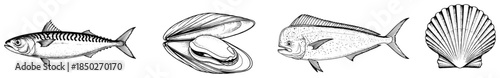 Hand drawn sea life illustrations featuring mackerel mahi mahi and seashells