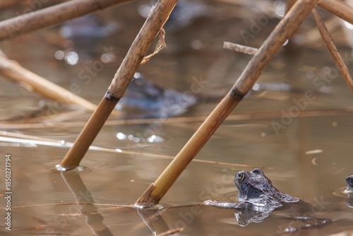Картината върху платно In a serene marsh during a peaceful afternoon, frogs peek out from among tall re