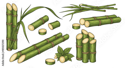 Detailed set of hand-drawn sugarcane stalks, cut pieces, and green leaves in a realistic illustration style for agricultural themes.