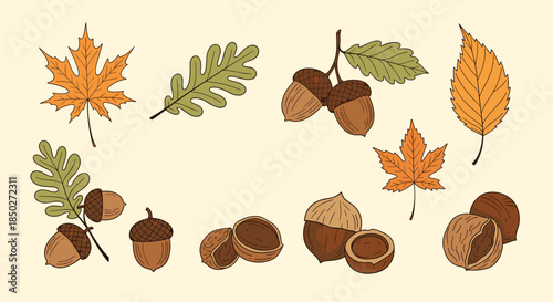 Autumn forest elements collection with various maple and oak leaves, acorns, hazelnuts, and walnuts on a beige backdrop.