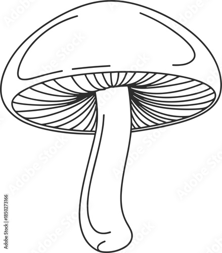 Outline Drawing of a Mushroom fungus illustration