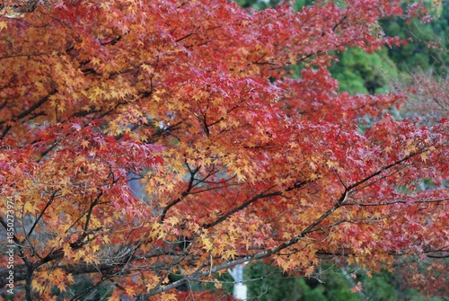 紅葉