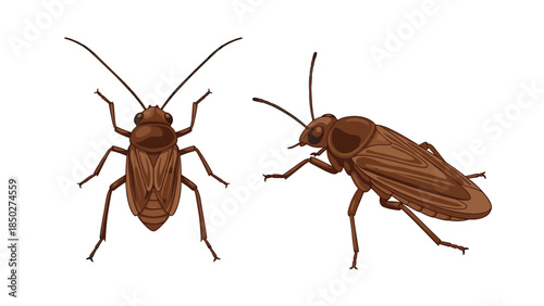 Two brown cockroaches, one viewed from above and one from the side, isolated on a clean white background, highlighting their distinct features for pest control and entomological studies.