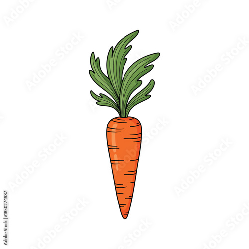 Orange Carrot Illustration