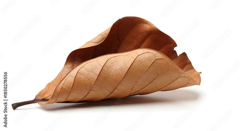 Fototapeta premium Dried brown leaf on white background
