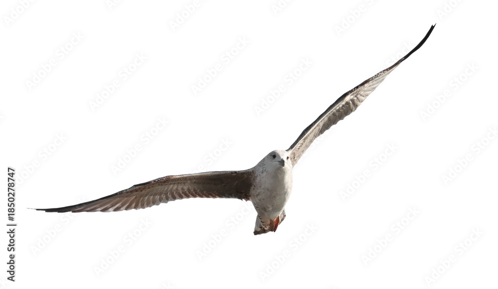 Fototapeta premium Immature yellow-legged gull in flight, Larus michahellis, isolated on white background, clipping path