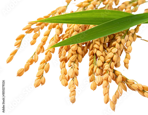 Close-up of golden rice stalks with green leaves against a transparent background