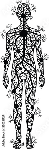 Human nervous system diagram isolated on white background, Vector