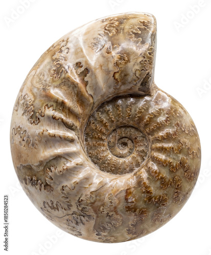 Intricate ammonite with detailed suture patterns and a compressed whorl shape.