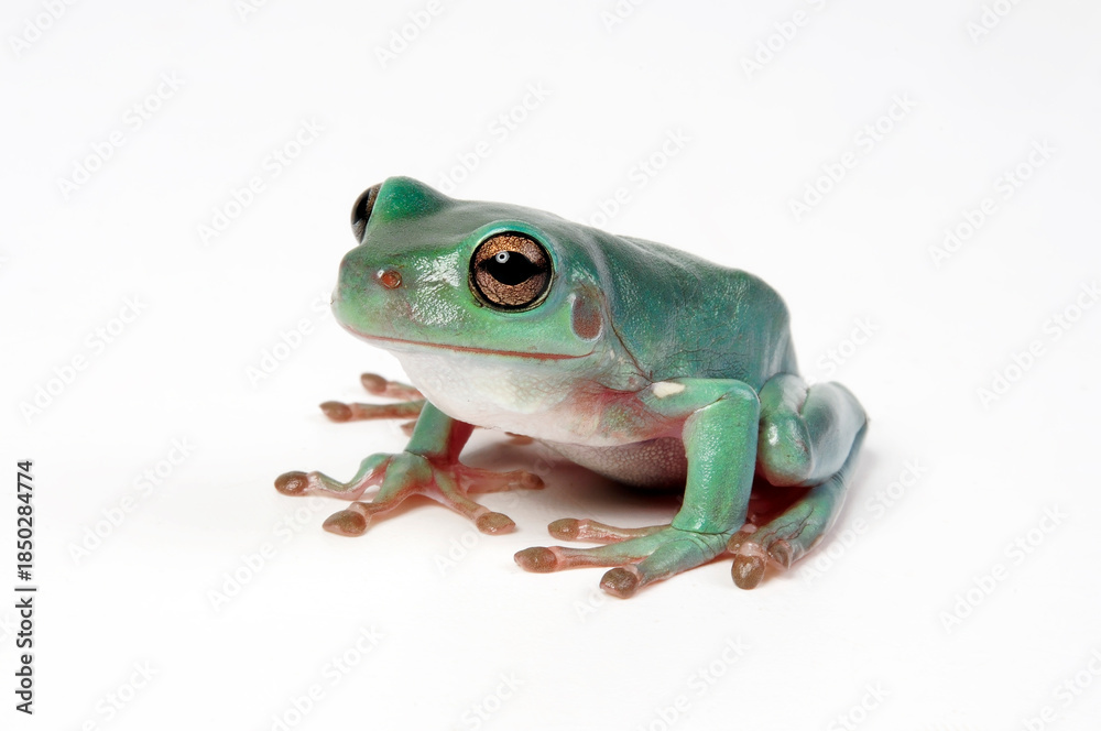 Obraz premium Korallenfinger-Laubfrosch // Australian green tree frog(Ranoidea caerulea, Litoria caerulea)
