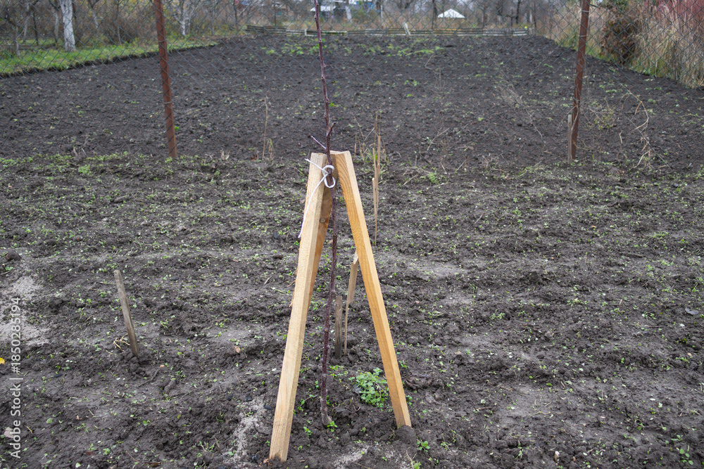 Fototapeta premium A wooden support holds up a young plant in a field that is ready for planting new crops in the spring season