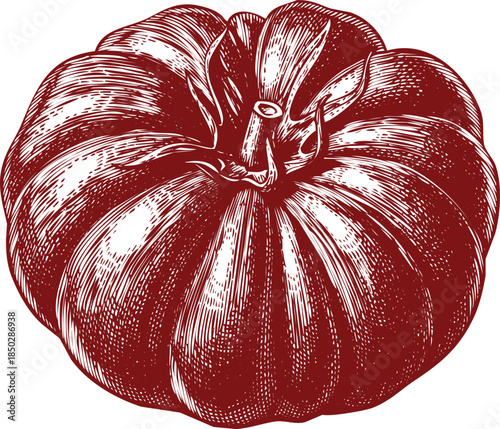 Vintage Engraved Illustration of a Single Red Pumpkin on White Background squash autumn