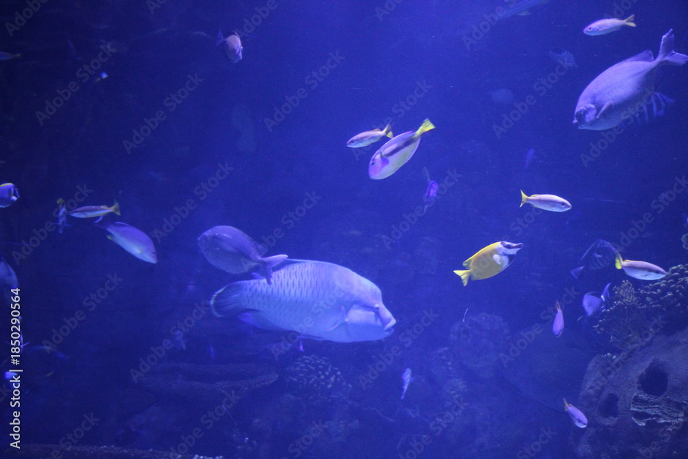Naklejka premium Underwater Scene with Tropical Fish in Deep Blue Aquarium
