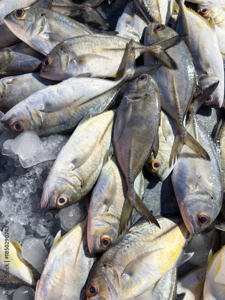Fototapeta premium lots of fresh dorado fish lying on the ice