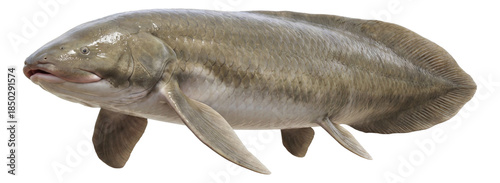 Neoceratodus forsteri with wide, paddle-like pectoral fins.
