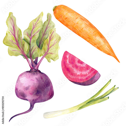 Watercolor Illustration of Fresh Harvest Vegetables, a vibrant Composition with Carrot, Beetroot slices, and Green Onion isolated on transparent, great for cookbook illustrations, restaurant menus.