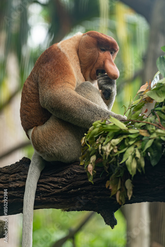 Photography Proboscis monkey feeding on leaves while sitting on tree branch, distinctive long nose and natural rainforest setting, ideal for wildlife education, biodiversity topics and editorial use