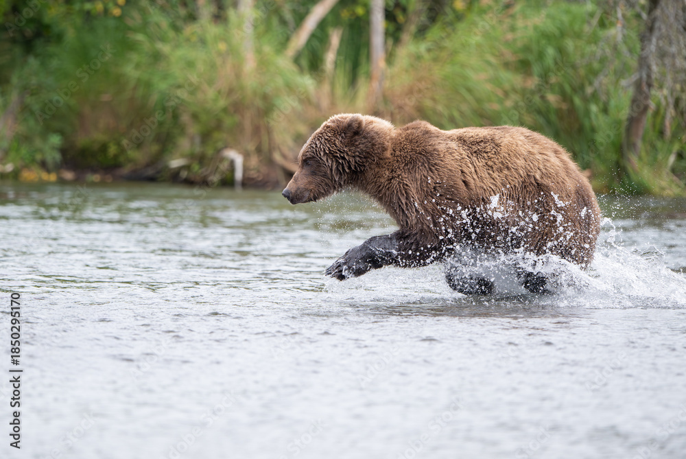Obraz premium Alaskan brown bear standing in Brooks River