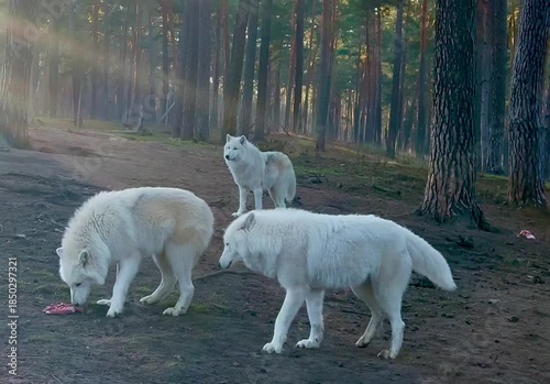 Arctic wolves in a natural forest environment with pieces of meat on the ground.

