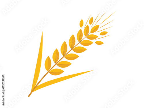 Golden Wheat Ears on White Background