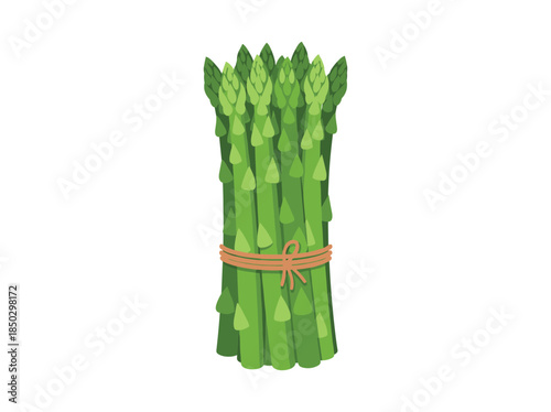 Fresh green asparagus bunch tied with twine