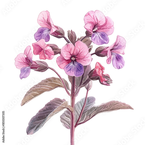 Honesty Flower, refined watercolor illustration with luminous tones and soft layered brushwork, isolated on a white background.