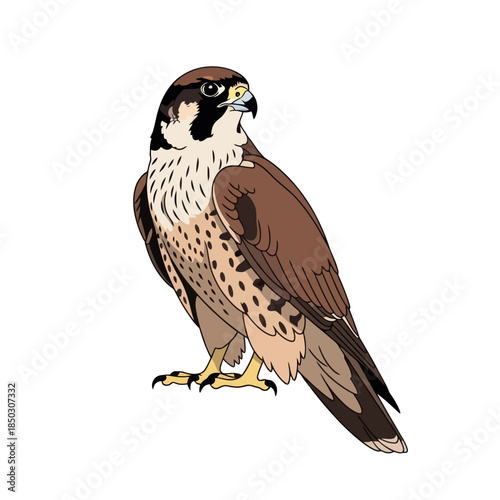 Detailed Illustration of a Peregrine Falcon in Standing Pose