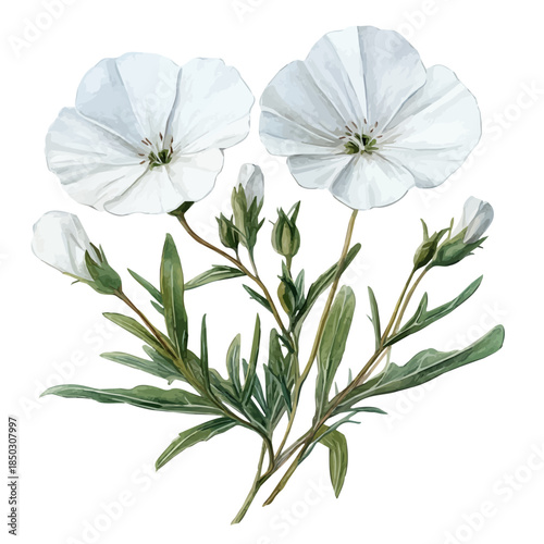 watercolor of Gypsophila Flower illustration, isolated on a white background.
