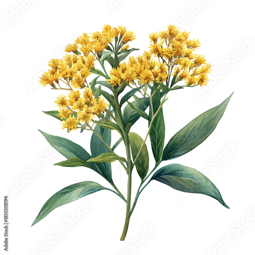 Goldenrod Flower, illustration watercolor with playful splashes and delicate line details, isolated on a white background.