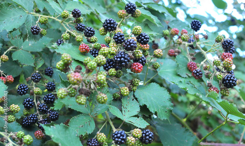 Billede på lærred On the branch ripen the blackberries (Rubus fruticosus)