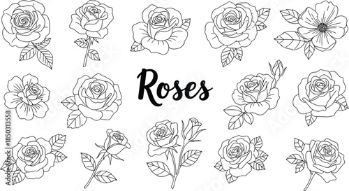 Collection of various rose flowers and buds in a line art style