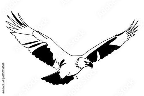 eagle vector illustration
