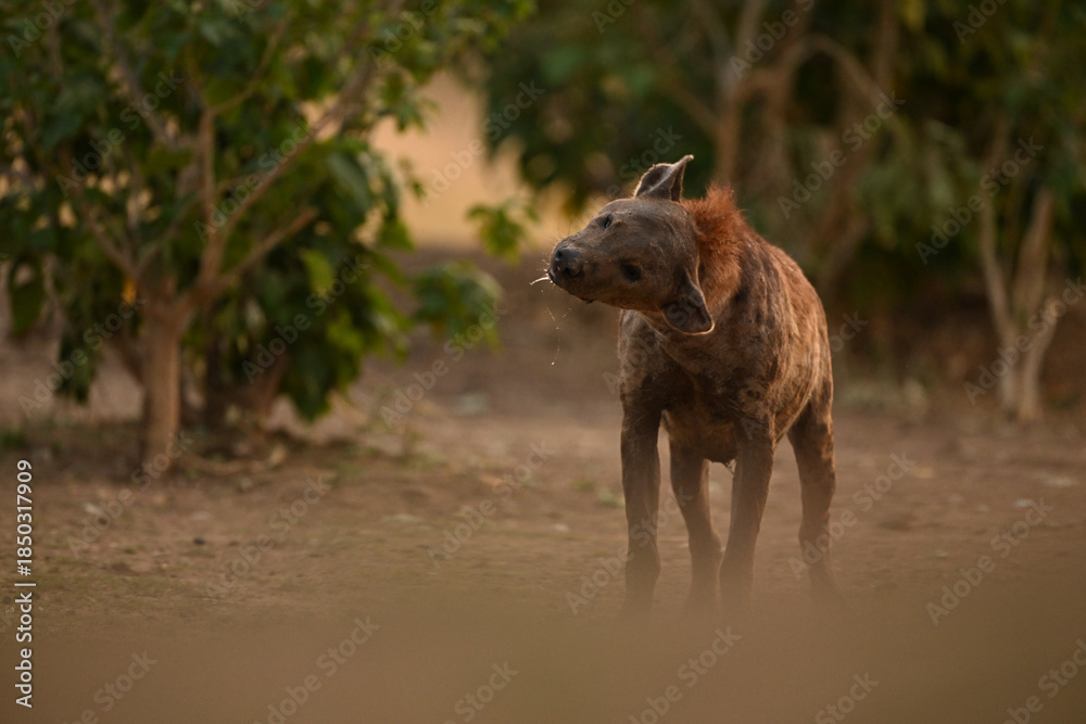 Fototapeta premium Spotted hyena standing on grass shaking head