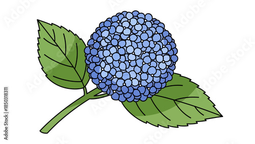Blue hydrangea blossom with green leaves, a botanical illustration of a single flower cluster.